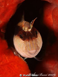 PARABLENNIUS ROUXI by Walter Bassi 